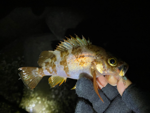 メバルの釣果