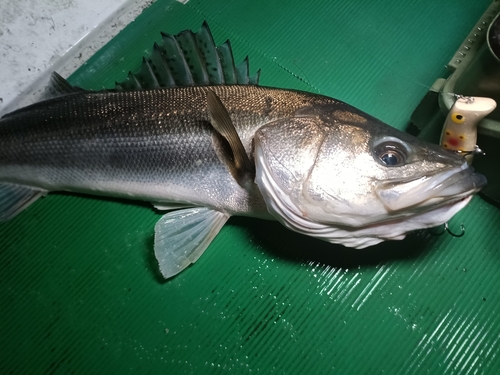 スズキの釣果