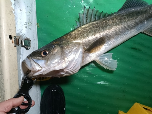 スズキの釣果