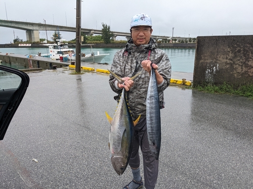 キハダマグロの釣果