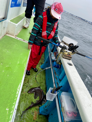 ホシザメの釣果