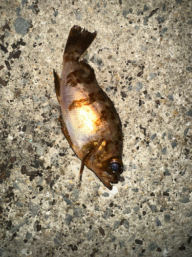 シロメバルの釣果