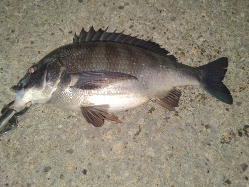 チヌの釣果