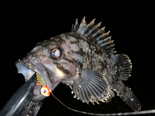 クロソイの釣果