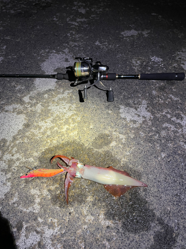 ケンサキイカの釣果