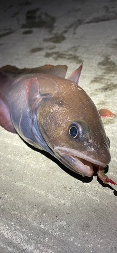 ドンコの釣果