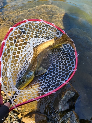 ブラウントラウトの釣果