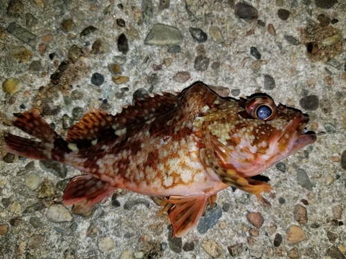 カサゴの釣果