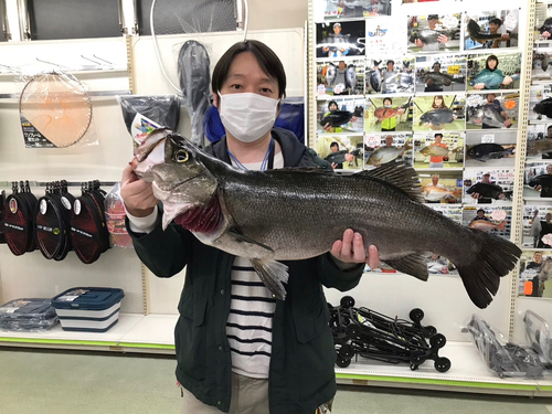 ヒラスズキの釣果