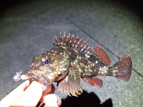 カサゴの釣果