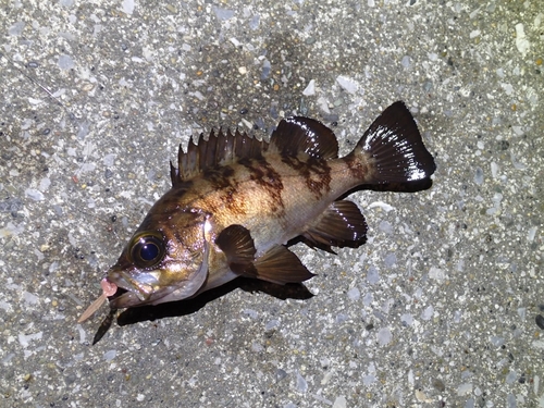 シロメバルの釣果