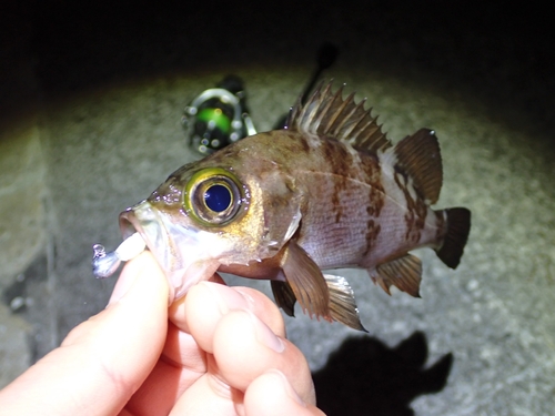 シロメバルの釣果