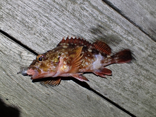 カサゴの釣果