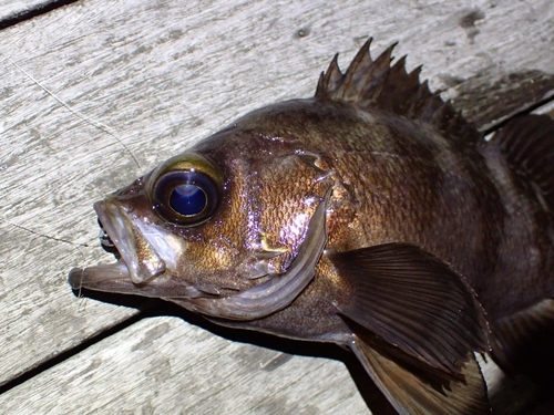 シロメバルの釣果