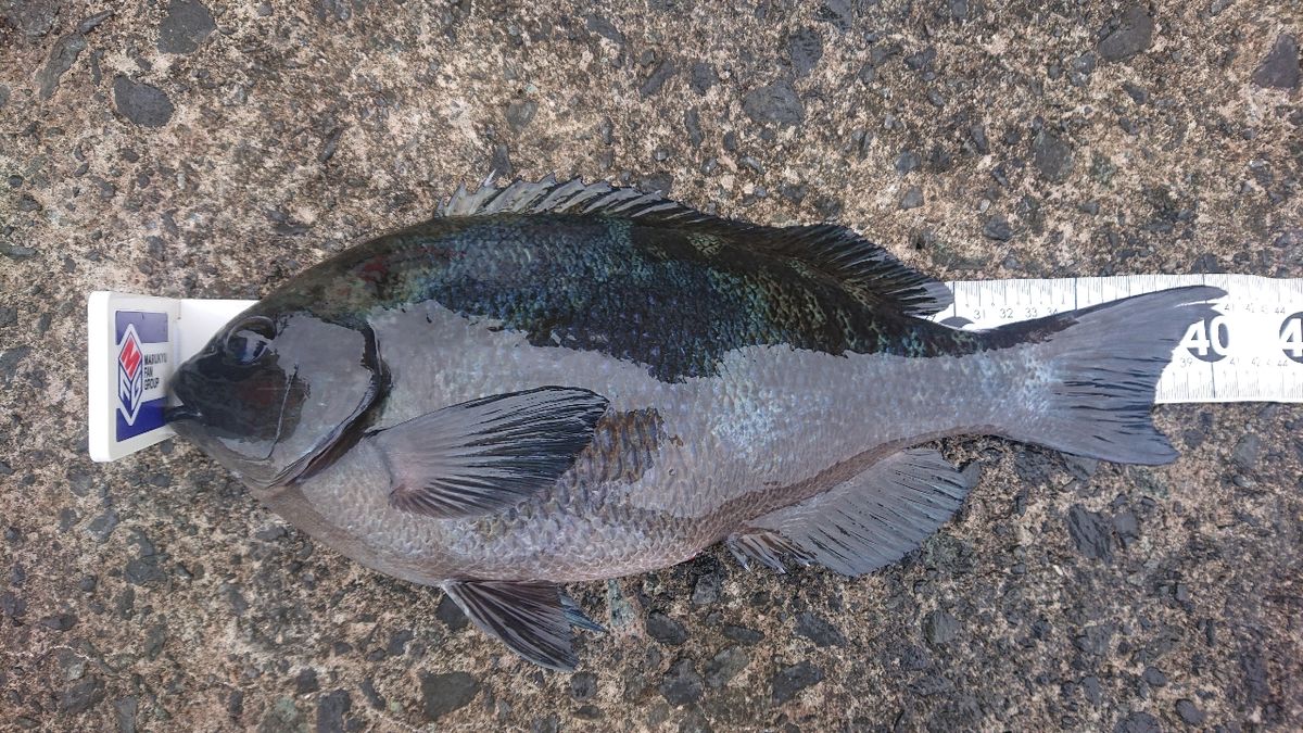 スー太郎さんの釣果 2枚目の画像