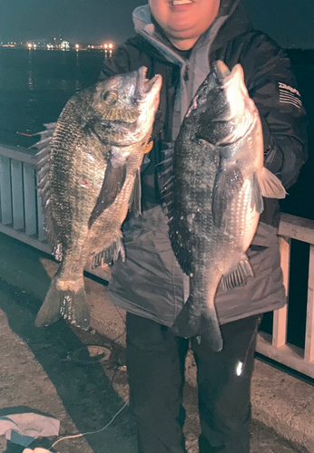 クロダイの釣果