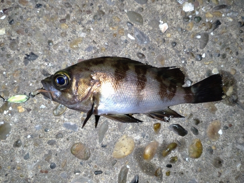 メバルの釣果