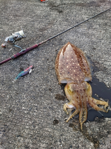 コウイカの釣果