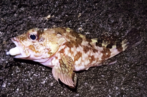 カサゴの釣果