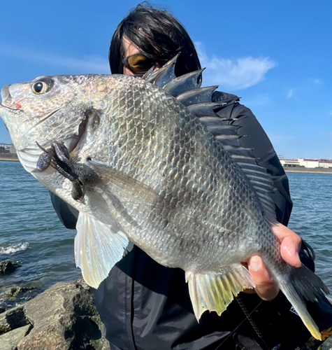 キビレの釣果