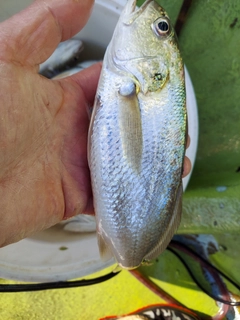 イシモチの釣果