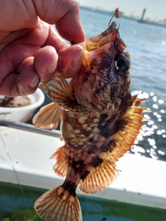 カサゴの釣果