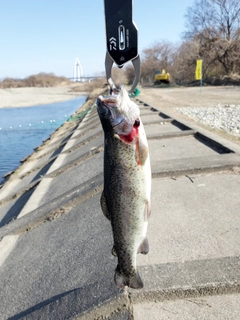 ニジマスの釣果