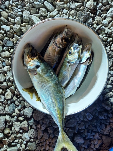 アジの釣果