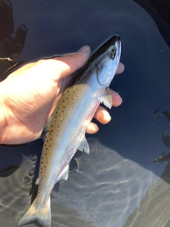 サツキマスの釣果