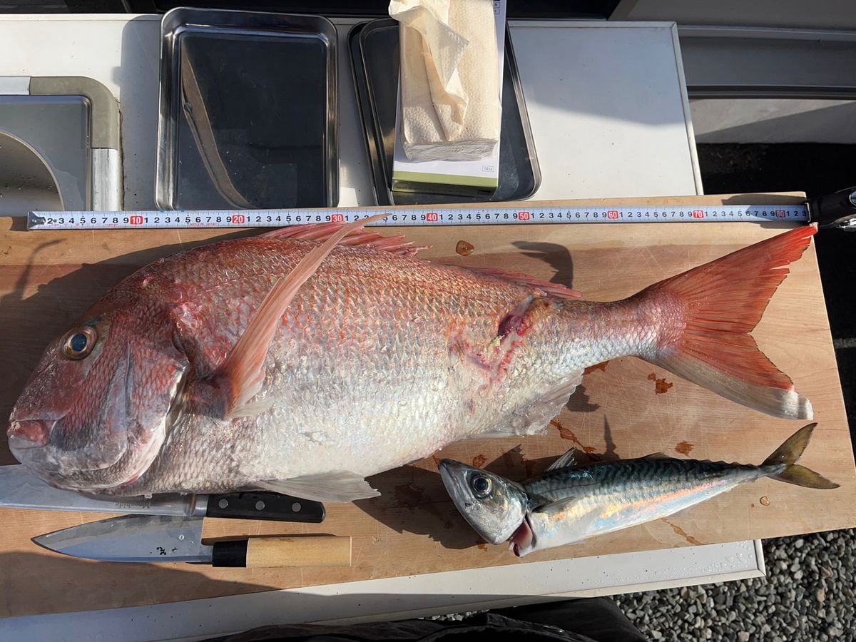 カジュエさんの釣果 3枚目の画像