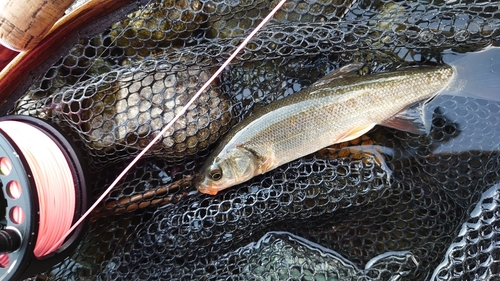 ウグイの釣果