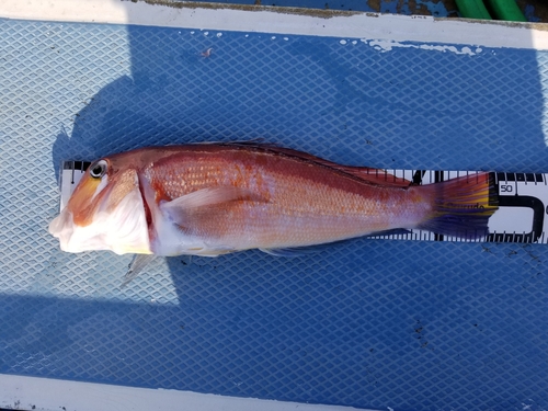 アマダイの釣果