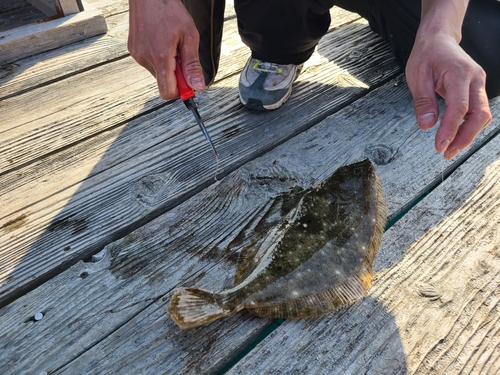 ヒラメの釣果