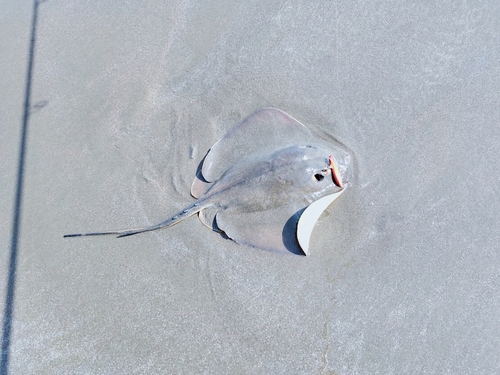 アカエイの釣果