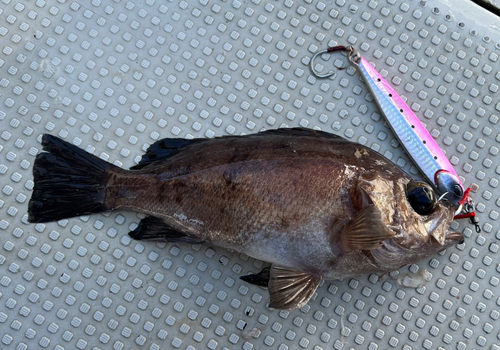 アカメバルの釣果