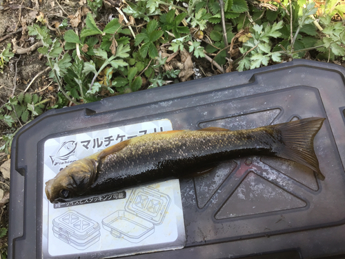 タカハヤの釣果