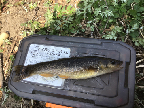 タカハヤの釣果