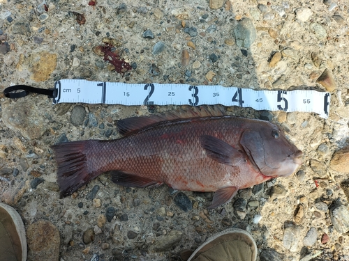 カンダイの釣果