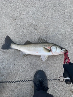 マルスズキの釣果