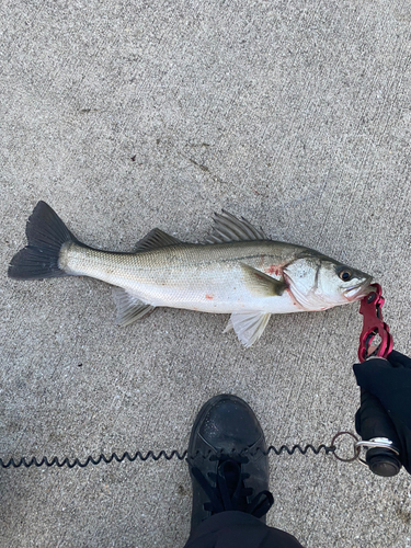 マルスズキの釣果