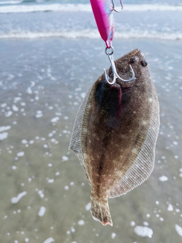 ソゲの釣果