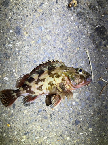 カサゴの釣果