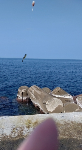 フグの釣果