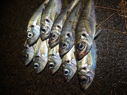 マアジの釣果