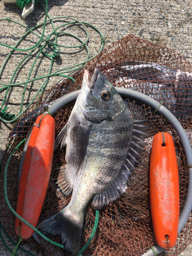 チヌの釣果