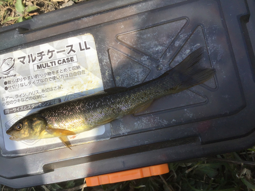 タカハヤの釣果