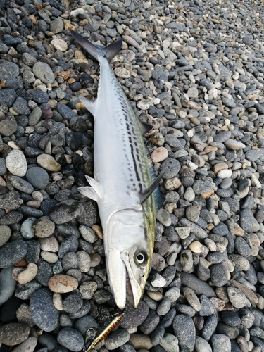 サゴシの釣果