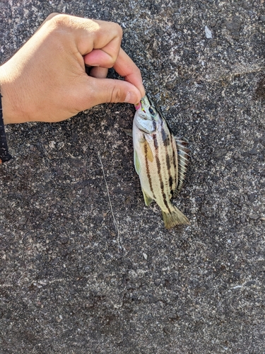 コトヒキの釣果