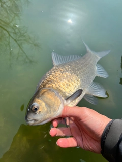 フナの釣果