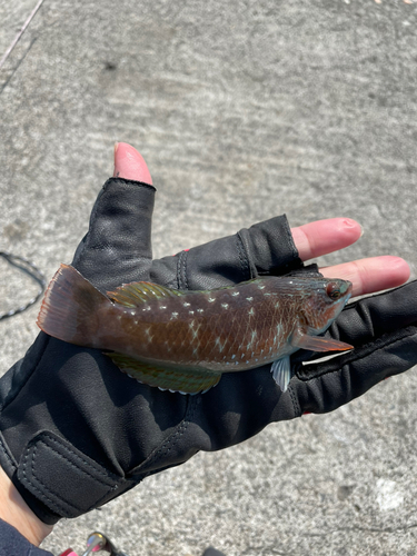 ニシキベラの釣果